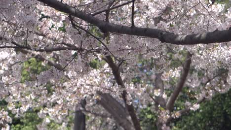 Nahaufnahme-Und-Zeitlupe-Von-Kirschblüten-In-Washington,-DC