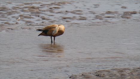 Ruddy-Shelduck-Ruddy-Shelduck-Ruddy-Shelduck