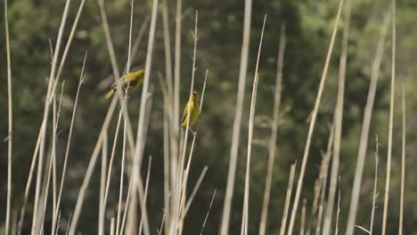 Two-Weaver-birds-flying-between-reeds-on-a-hot-summers-day