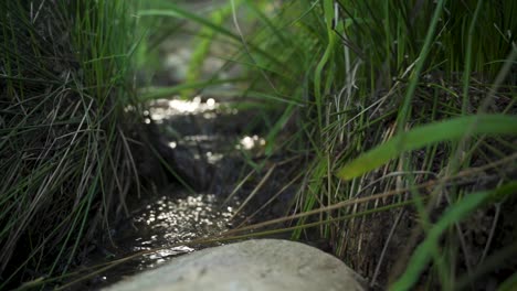 Slow-motion-focus-pull-of-a-stream-flowing-through-reeds-and-grass