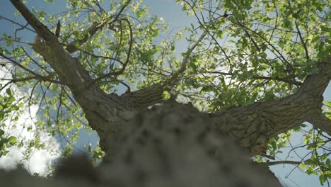 Shot-focus-pulling-from-the-bark-on-a-tree-to-the-beautiful-green-leaves-on-its-branches-looking-up-towards-the-blue-sky
