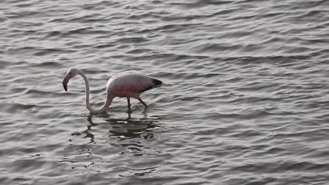 Schöner-Einzelner-Kleiner-Flamingovogel,-Der-Nach-Nahrung-Unter-Wasser-Sucht-Stock-Video-Full-Hd