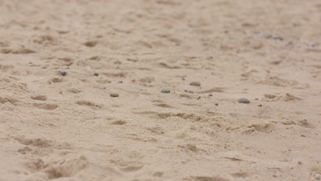 Medium-shot-of-the-beach-sand-with-some-ants-and-mosquitoes-at-a-warm-day