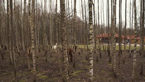 there-are-three-alpacos-in-the-birch-forest
