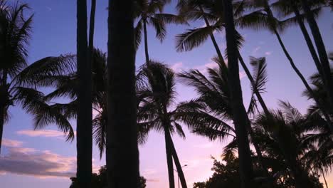 This-is-a-shot-of-some-palm-trees-at-Sunset-in-Oahu,-Honolulu