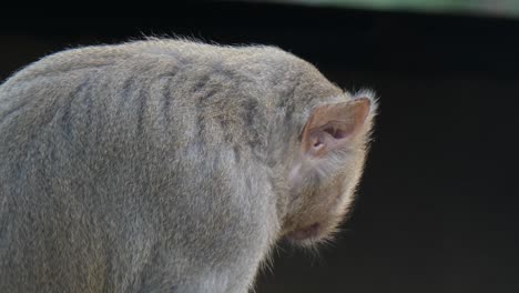 Monkey-relaxing-Monkey-relaxing-Monkey-relaxing