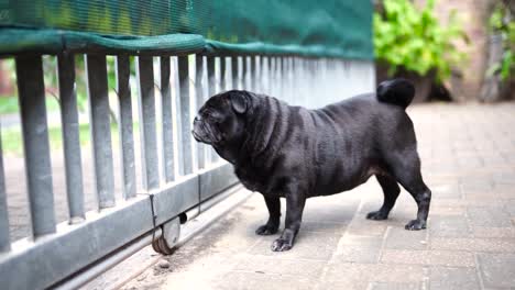 Old-black-pug-standing-at-gate,-looking-at-camera-then-out-of-gate,-full-body-view