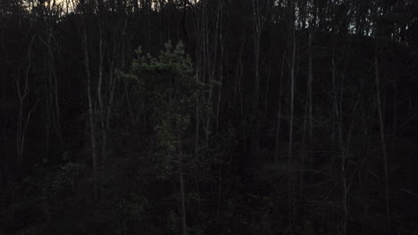 Dark,-mystical-forest,-camera-is-slowly-moving-forward