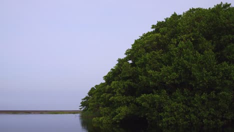 Shot-of-the-mangrove-a-bird-and-the-lagoon-of-La-Ventanilla,-Oaxaca