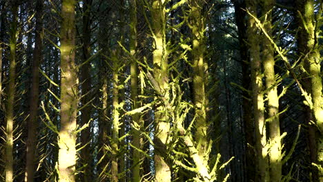 Vergrößern-Sie-Alte-Immergrüne-Kiefern-In-Cape-Sebastian,-Süd-Oregon