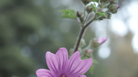 Nahaufnahme-Von-Rosafarbenen-Petunienblumen-60fps