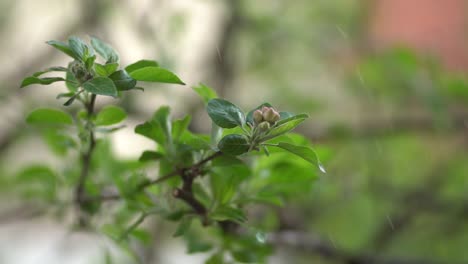 Frühling-Apfelbaumblätter-Und-Tropfen-Von-Starkem-Regen