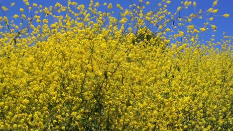 1080hd-24p,-Flores-Silvestres-Amarillas-Se-Mecen-Suavemente-En-La-Brisa-De-Verano-Con-Un-Fondo-De-Cielo-Azul