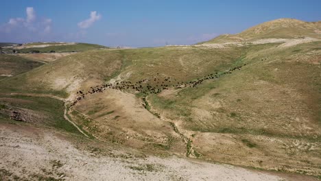 Herd-of-black-sheep-and-goats-on-green-desert-hills,-long-fly-over-shot