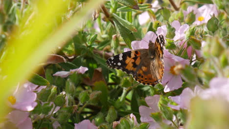 Close-up-of-a-painted-lady-butterfly-feeding-on-nectar-and-pollinating-pink-flowers-with-orange-wings-in-spring-sunlight