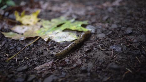 Close-up-of-slug-in-rainforest