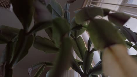 Kaktusartige-Pflanze-Im-Büro