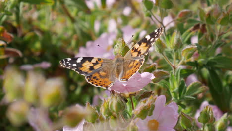 Macro-close-up-of-a-painted-lady-butterfly-feeding-on-nectar-and-pollinating-pink-flowers-with-orange-wings-in-the-sunlight
