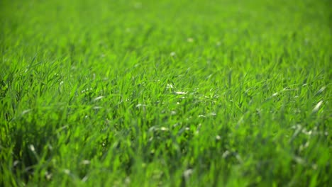 Waving-Green-Spring-Wheat-Field