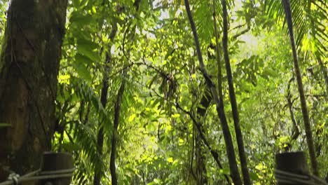 Revealing-a-beautiful-suspension-wooden-bridge-across-a-stream-in-the-rainforest-amazon-jungle,-Brazil