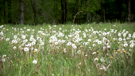 Flores-De-Primavera-En-Eslovenia-Cerca-De-Bohinj-Y-El-Lago-Bohinj