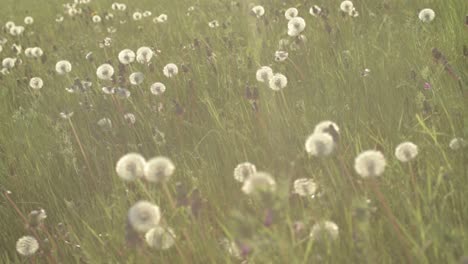 Seeding-dandelions-in-meadow-blowing-in-summer-breeze