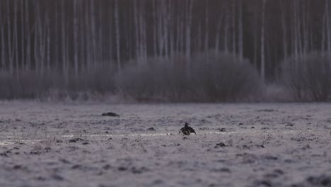 Black-grouse-lek-in-early-morning