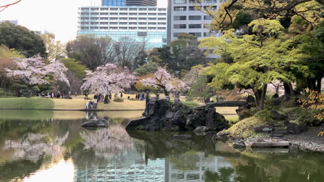 Die-Leute-Genießen-Den-Seeblick-Des-Botanischen-Gartens-Koishikawa-Mit-Den-Kirschblütenbäumen
