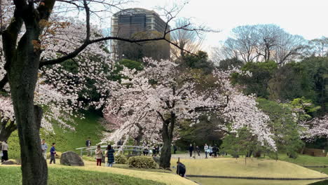 Panorama-Von-Kirschbäumen-Voller-Rosa-Blüten-Und-Menschen,-Die-Um-Den-Botanischen-Garten-Des-Koishikawa-Sees-Spazieren