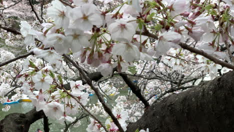 Pink-cherry-blossoms-on-the-trunk-of-the-tree-in-the-Chidorigafuchi-Park
