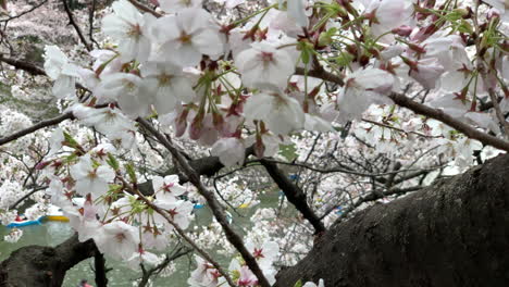 Flores-De-Cerezo-Rosadas-En-El-Tronco-Del-árbol-En-El-Parque-Chidorigafuchi