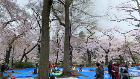 Freunde-Und-Familien,-Die-Im-Park-Mit-Den-Kirschblüten-Im-Inokashira-Park-Spazieren-Gehen