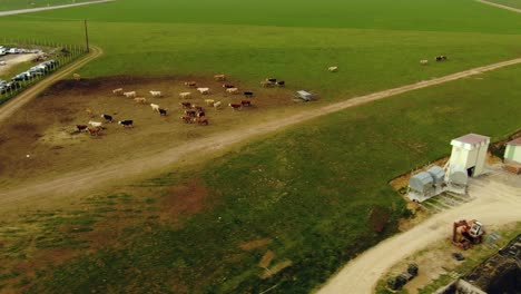 Aerial-shot-of-the-walking-Cows