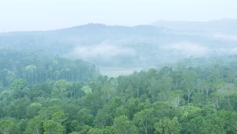 Schöner-Wald---Kaffeeplantage-Luftbild-Im-Morgennebel-In-Südindien