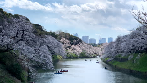 Cherry-blossoms-and-rowboats-sailing-on-the-Imperial-Palace-moat-at-Chidorigafuchi-Park
