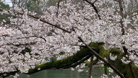 Langer-Ast-Voller-Rosa-Kirschblüten-Und-Menschen,-Die-Boote-Auf-Dem-See-Des-Inokashira-Parks-Steuern