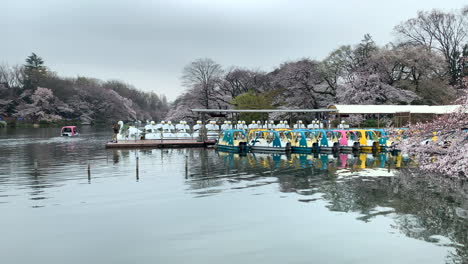 Goose-boats-at-Inokashira-Park-lake-with-cherry-blossom