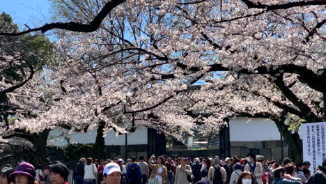 Gente-En-El-Parque-Chidorigafuchi-Alrededor-De-Flores-De-Cerezo-Fucsia-Frente-A-La-Entrada-Del-Palacio-Imperial