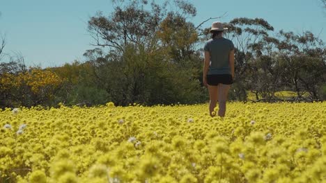 Young-woman-walks-through-a-meadow-of-swaying-Pompom-Everlasting-wildflowers-in-Coalseam-Conservation-Park-Slow-Motion