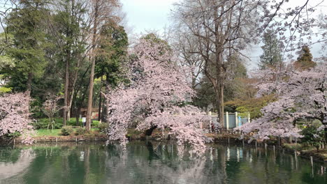 A-panoramic-view-of-cherry-blossoms-reflected-in-the-lake