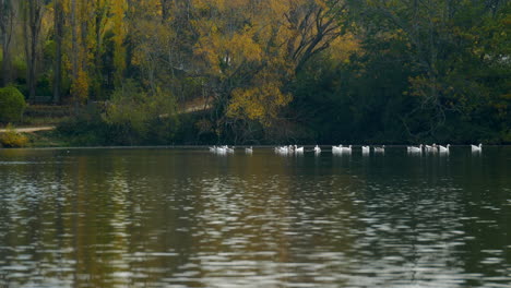 Beautiful-calm-lake-scene-during-autumn-or-fall