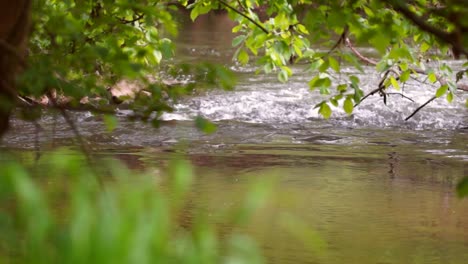 Ein-Fluss,-Der-An-Einem-Frühlingstag-Im-Wald-Fließt