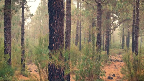 Pine-forest-with-fire-scorched-trunks-of-pine-trees-and-floor-covered-in-red-pine-needles