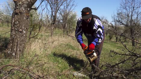 Worker-with-chain-saw-cut-tree-branch-in-plum-garden