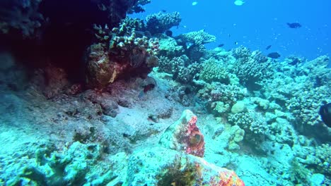 Unglaubliche-Unterwasserlebewesen,-Die-Am-Meeresboden-Entdeckt-Wurden