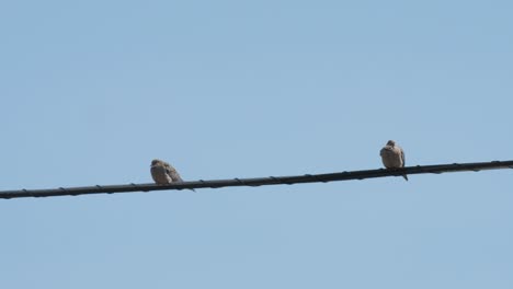 Two-doves-perched-on-a-wire-on-a-windy-spring-day