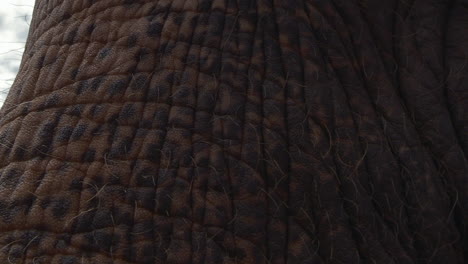elephant-turns-his-head-towards-camera-and-walks-by,-extreme-closeup,-SLOW-MOTION