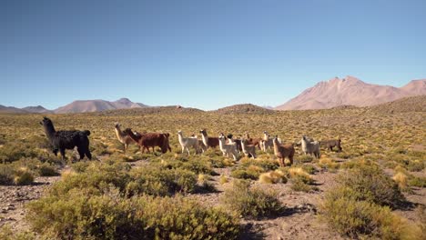 Grupo-De-Hermosas-Llamas-En-Las-Tierras-Altas-Del-Desierto-De-Atacama,-Chile,-Sudamérica
