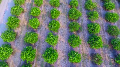 bird's-eye-view-of-the-lemon-crop-in-the-state-of-Veracruz,-Mexico