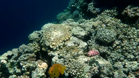 Coloridos-Arrecifes-De-Coral-Tropicales